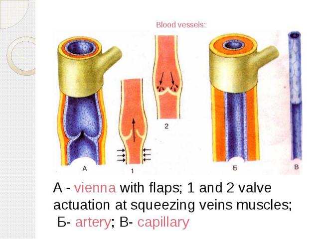 Blood vessels: A - vienna with flaps; 1 and 2 valve actuation at squeezing veins muscles; Б- artery; В- capillary