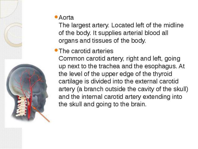 Aorta The largest artery. Located left of the midline of the body. It supplies arterial blood all organs and tissues of the body. Aorta The largest artery. Located left of the midline of the body. It supplies arterial blood all organs and tissues of…
