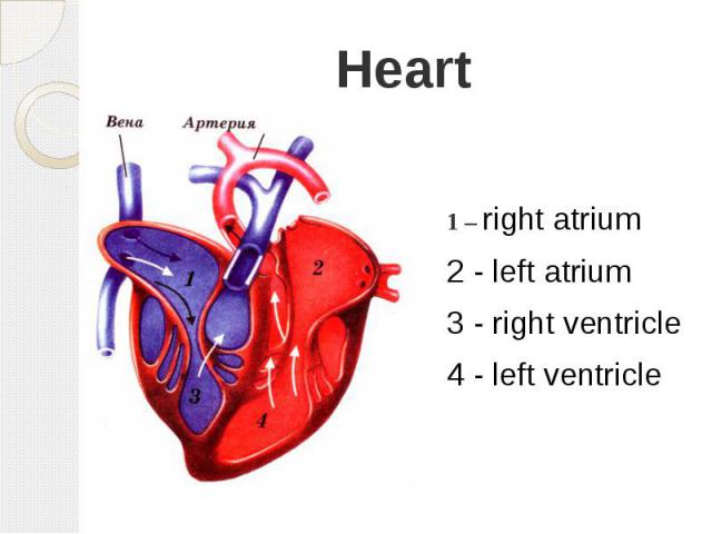 Heart 1 – right atrium 2 - left atrium 3 - right ventricle 4 - left ventricle