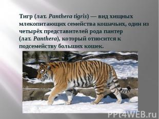 Тигр (лат.&nbsp;Panthera tigris)&nbsp;— вид хищных млекопитающих семейства кошач
