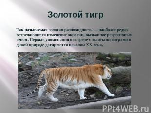 Золотой тигр Так называемая золотая разновидность&nbsp;— наиболее редко встречаю