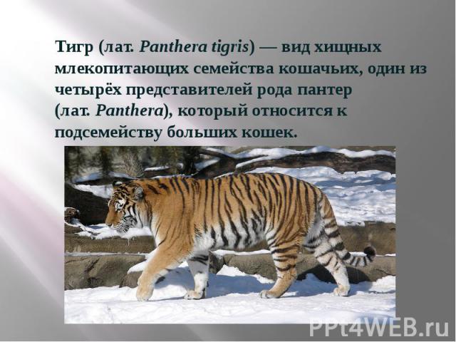Тигр (лат. Panthera tigris) — вид хищных млекопитающих семейства кошачьих, один из четырёх представителей рода пантер (лат. Panthera), который относится к подсемейству больших кошек.