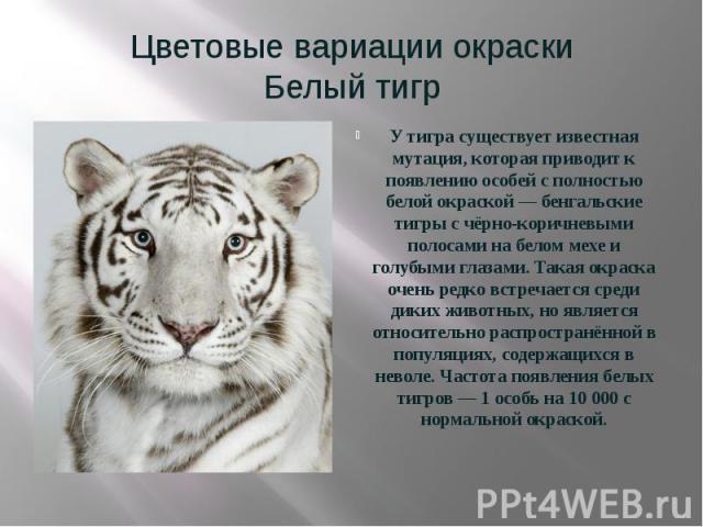 Цветовые вариации окраски Белый тигр У тигра существует известная мутация, которая приводит к появлению особей с полностью белой окраской — бенгальские тигры с чёрно-коричневыми полосами на белом мехе и голубыми глазами. Такая окраска очень ред…