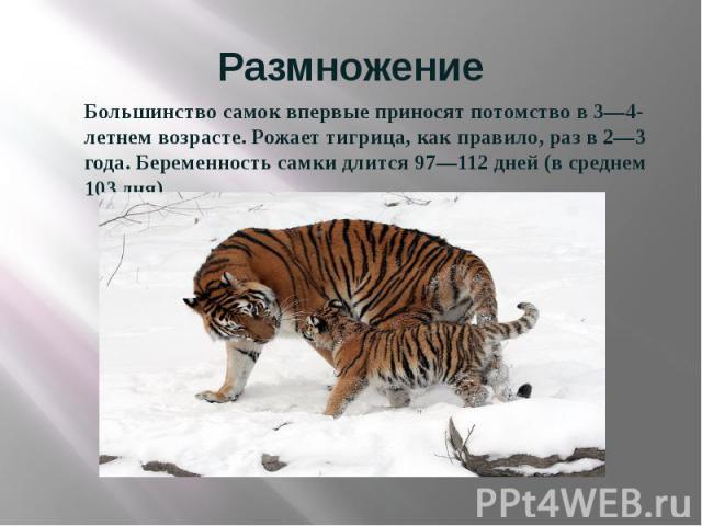 Размножение Большинство самок впервые приносят потомство в 3—4-летнем возрасте. Рожает тигрица, как правило, раз в 2—3 года. Беременность самки длится 97—112 дней (в среднем 103 дня).
