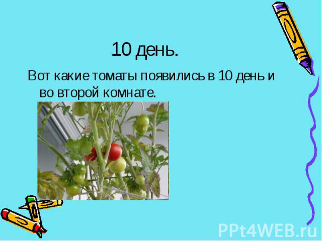 10 день.Вот какие томаты появились в 10 день и во второй комнате.