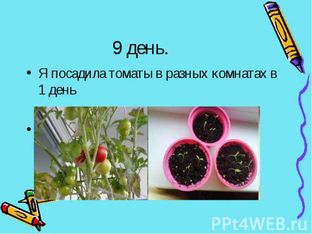9 день.Я посадила томаты в разных комнатах в 1 день
