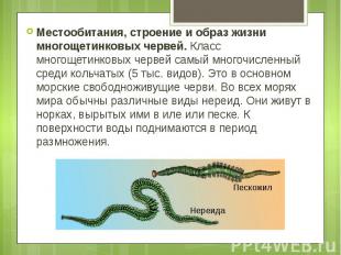 Местообитания, строение и образ жизни многощетинковых червей. Класс многощетинко