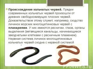 Происхождение кольчатых червей. Предки современных кольчатых червей произошли от