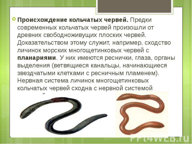 Происхождение кольчатых червей. Предки современных кольчатых червей произошли от древних свободноживущих плоских червей. Доказательством этому служит, например, сходство личинок морских многощетинковых червей с планариями. У них имеются реснички, гл…