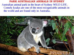 Australian animal park in the heart of Sydney WILD LIFE. Comely koalas are one o