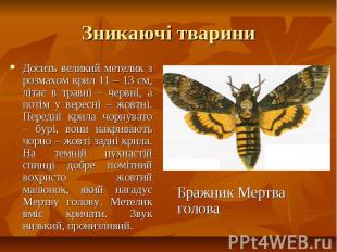 Зникаючі тварини Досить великий метелик з розмахом крил 11 – 13 см, літає в трав