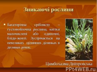 Зникаючі рослини Багаторічна сріблясто –густовойлочна рослина, квітки малочислен