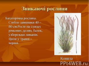 Зникаючі рослини Багаторічна рослина. Стебло заввишки 40 – 80 см.Росте на схилах