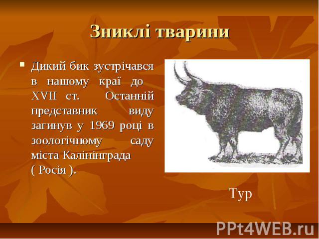 Зниклі тварини Дикий бик зустрічався в нашому краї до ХVІІ ст. Останній представник виду загинув у 1969 році в зоологічному саду міста Калінінграда ( Росія ).