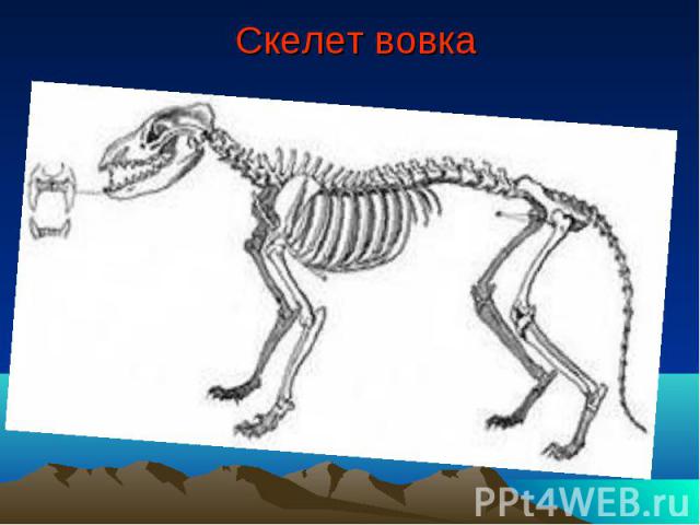 Скелет вовка