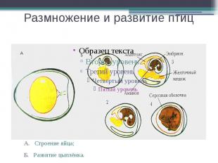 Размножение и развитие птиц А. Строение яйца; Б. Развитие цыплёнка.