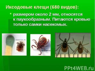 Иксодовые клещи (680 видов): размером около 2 мм, относятся к паукообразным. Пит