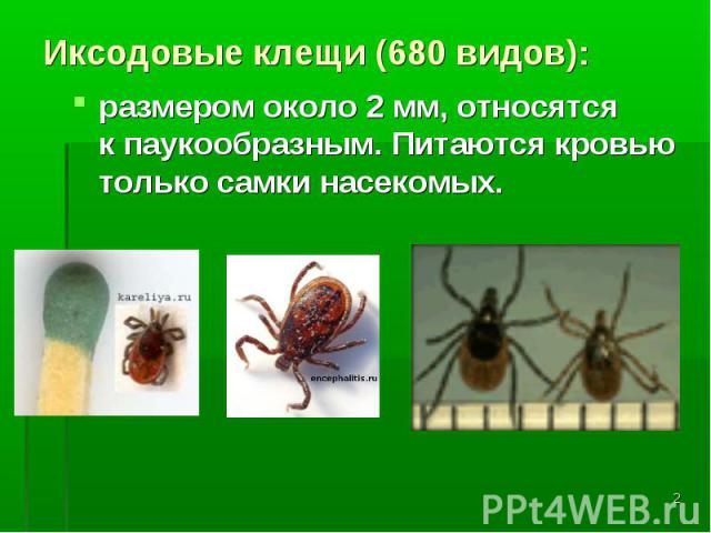 Иксодовые клещи (680 видов): размером около 2 мм, относятся к паукообразным. Питаются кровью только самки насекомых.