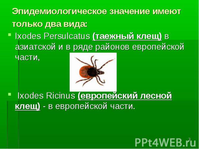 Эпидемиологическое значение имеют только два вида: Ixodes Persulcatus (таежный клещ) в азиатской и в ряде районов европейской части, Ixodes Ricinus (европейский лесной клещ) - в европейск