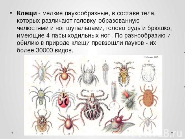 Клещи - мелкие паукообразные, в составе тела которых различают головку, образованную челюстями и ног щупальцами, головогрудь и брюшко, имеющие 4 пары ходильных ног . По разнообразию и обилию в природе клещи превзошли пауков - их более…