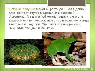 Лягушка-подушка может вырасти до 10 см в длину. Она &nbsp;обитает Уругвае, Брази
