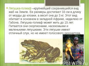 Лягушка-голиаф –крупнейший сохранившийся вид жаб на Земле. Ее размеры достигают