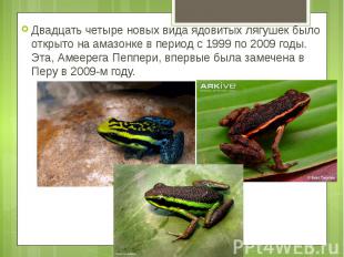 Двадцать четыре новых вида ядовитых лягушек было открыто на амазонке в период с