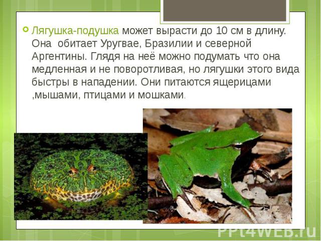 Лягушка-подушка может вырасти до 10 см в длину. Она  обитает Уругвае, Бразилии и северной Аргентины. Глядя на неё можно подумать что она медленная и не поворотливая, но лягушки этого вида быстры в нападении. Они питаются ящерицами ,мышами, птиц…