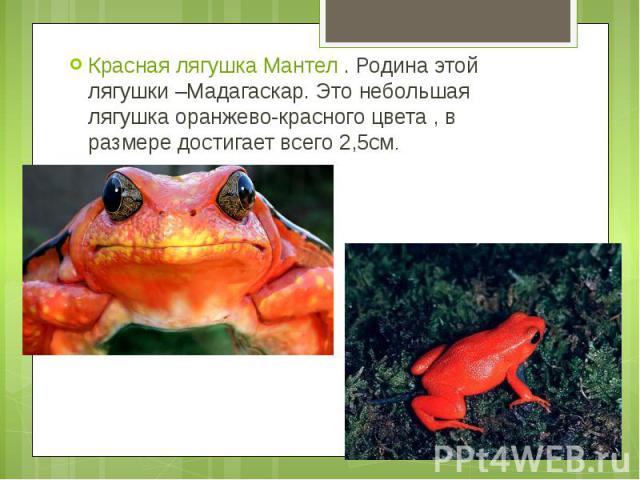 Красная лягушка Мантел . Родина этой лягушки –Мадагаскар. Это небольшая лягушка оранжево-красного цвета , в размере достигает всего 2,5см. Красная лягушка Мантел . Родина этой лягушки –Мадагаскар. Это небольшая лягушка оранжево-красного цвета ,…