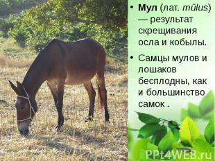 Мул (лат.&nbsp;mūlus) — результат скрещивания осла и кобылы. Мул (лат.&nbsp;mūlu