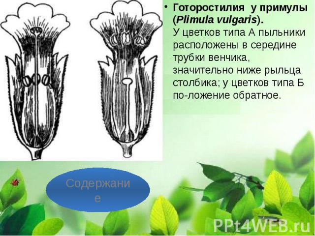 Готоростилия  у примулы (Plimula vulgaris). У цветков типа А пыльники расположены в середине трубки венчика, значительно ниже рыльца столбика; у цветков типа Б по­ложение обратное. Готоростилия  у примулы (Plimula vulgaris). У цветков …