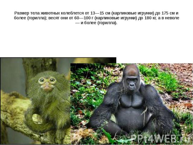Размер тела животных колеблется от 13—15 см (карликовые игрунки) до 175 см и более (горилла); весят они от 60—100 г (карликовые игрунки) до 180 кг, а в неволе — и более (горилла).