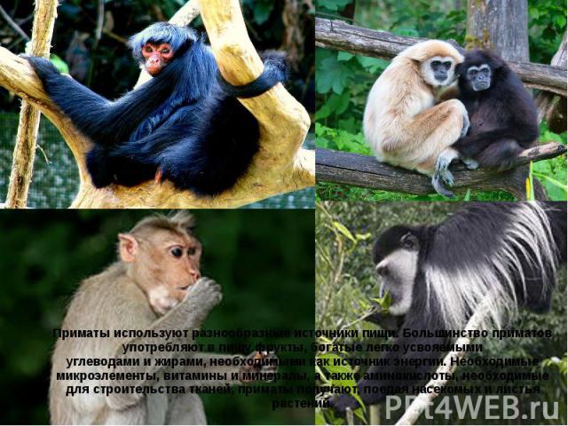 Приматы используют разнообразные источники пищи. Большинство приматов употребляют в пищу фрукты, богатые легко усвояемыми углеводами и жирами, необходимыми как источник энергии. Необходимые микроэлементы, витамины и минералы, а также …