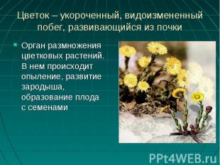 Орган размножения цветковых растений. В нем происходит опыление, развитие зароды