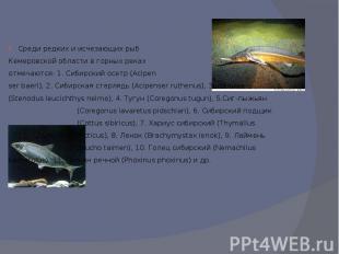 Среди редких и исчезающих рыб Кемеровской области в горных реках отмечаются: 1.