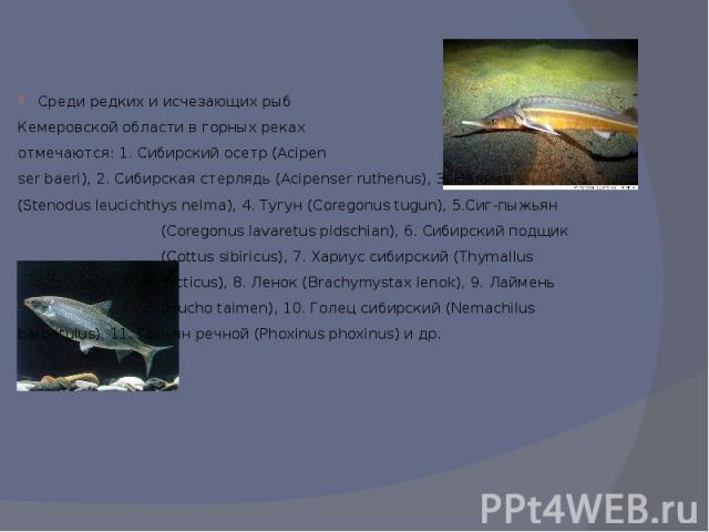 Среди редких и исчезающих рыб Кемеровской области в горных реках отмечаются: 1. Сибирский осетр (Acipen ser baeri), 2. Сибирская стерлядь (Acipenser ruthenus), 3. Нельма (Stenodus leucichthys nelma), 4. Тугун (Coregonus tugun), 5.Сиг-пыжьян (Coregon…