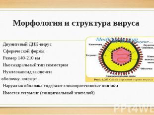 Двунитевый ДНК-вирус Двунитевый ДНК-вирус Сферической формы Размер 140-210 нм Ик