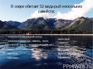 В озере обитает 52 вида рыб нескольких семейств: осетровые (байкальский осётр),