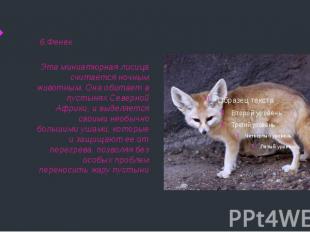 6.Фенек Эта миниатюрная лисица считается ночным животным. Она обитает в пустынях