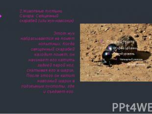 2.Животные пустыни Сахара: Священный скарабей (или жук-навозник) Этот жук набрас