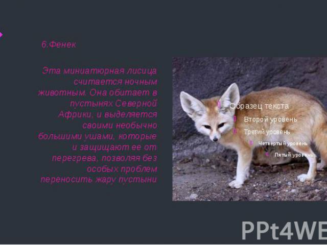 6.Фенек Эта миниатюрная лисица считается ночным животным. Она обитает в пустынях Северной Африки, и выделяется своими необычно большими ушами, которые и защищают ее от перегрева, позволяя без особых проблем переносить жару пустыни