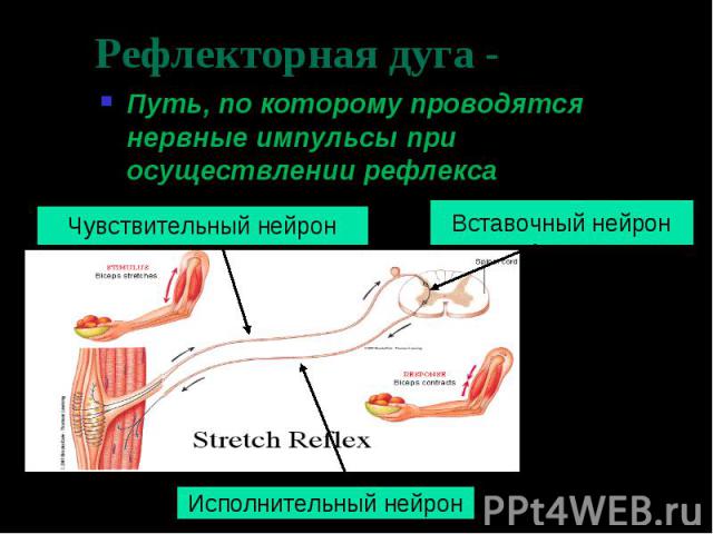 Путь, по которому проводятся нервные импульсы при осуществлении рефлекса Путь, по которому проводятся нервные импульсы при осуществлении рефлекса