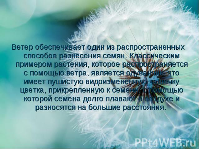 Ветер обеспечивает один из распространенных способов разнесения семян. Классическим примером растения, которое распространяется с помощью ветра, является одуванчик, что имеет пушистую видоизменённую чашечку цветка, прикрепленную к сем…