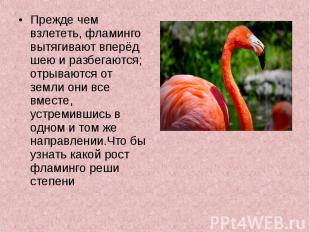 Прежде чем взлететь, фламинго вытягивают вперёд шею и разбегаются; отрываются от