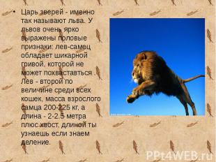 Царь зверей - именно так называют льва. У львов очень ярко выражены половые приз