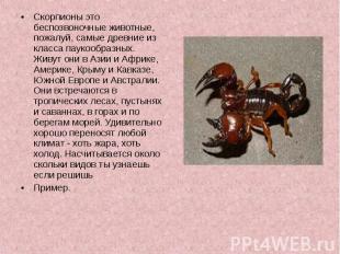 Скорпионы это беспозвоночные животные, пожалуй, самые древние из класса паукообр