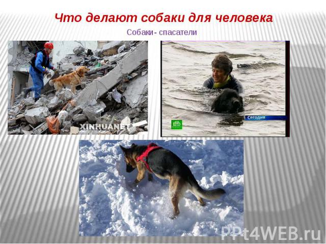 Собаки- спасатели Что делают собаки для человека