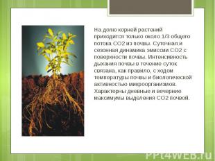 На долю корней растений приходится только около 1/3 общего потока CO2&nbsp;из по