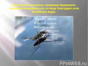 Некоторые насекомые, например Водомерки, способны передвигаться по воде благодар