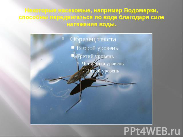 Некоторые насекомые, например Водомерки, способны передвигаться по воде благодаря силе натяжения воды.